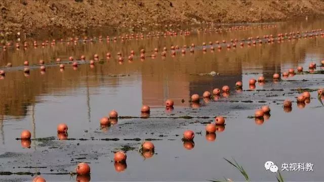 央視聚焦<a href=http://m.massivesupply.com target=_blank class=infotextkey>雙良</a><a href=http://m.massivesupply.com target=_blank class=infotextkey>新型光催化</a>“走進(jìn)科學(xué)”