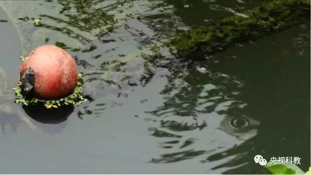 央視聚焦<a href=http://m.massivesupply.com target=_blank class=infotextkey>雙良</a><a href=http://m.massivesupply.com target=_blank class=infotextkey>新型光催化</a>“走進(jìn)科學(xué)”