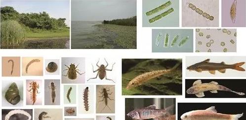 <a href=http://m.massivesupply.com target=_blank class=infotextkey>水生態(tài)修復</a>評價標準和綜合評級辦法的制定