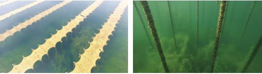 <a href=http://m.massivesupply.com target=_blank class=infotextkey>雙良</a><a href=http://m.massivesupply.com target=_blank class=infotextkey>新型光催化</a>技術市場應用推廣交流會在上海順利召開！