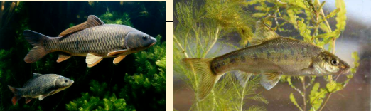 人工湖水生態(tài)系統(tǒng)的構(gòu)建方法(三)