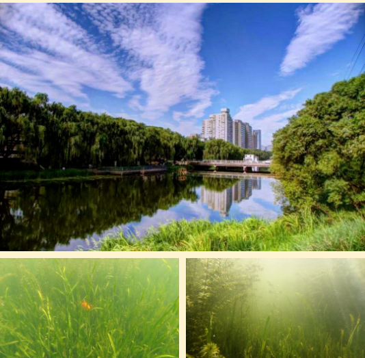 人工湖水生態(tài)系統(tǒng)的構(gòu)建方法(三)