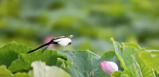 《關(guān)于“湖泊革命”攻堅戰(zhàn)的實(shí)施意見》 云南省全面打響“湖泊革命”攻堅戰(zhàn)