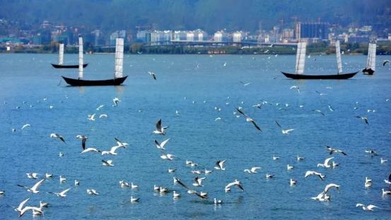 《關(guān)于“湖泊革命”攻堅戰(zhàn)的實(shí)施意見》 云南省全面打響“湖泊革命”攻堅戰(zhàn)