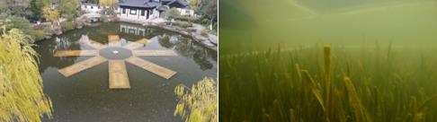 新聞轉(zhuǎn)載｜蒼龍街道：開展河道、溪溝環(huán)境治理 確?！八?、岸綠、景美”