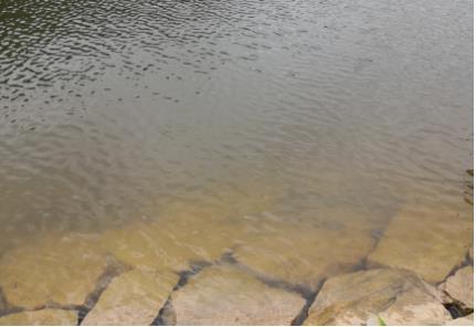 新聞轉(zhuǎn)載｜洪陽(yáng)鎮(zhèn)召開(kāi)洪陽(yáng)河流域河道水環(huán)境治理現(xiàn)場(chǎng)會(huì)