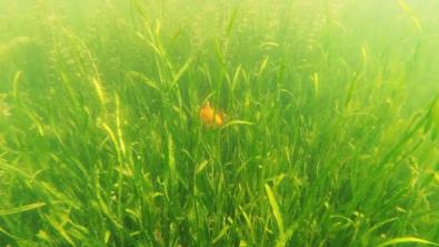 創(chuàng)新水庫治理之術(shù)(靶向治療，防治一體)