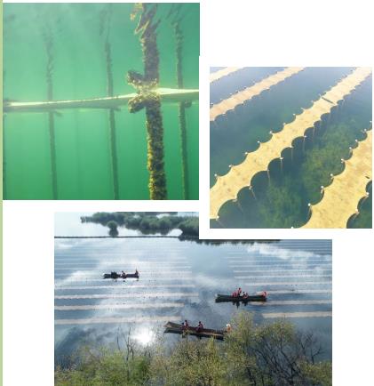 湖泊修復七大生態(tài)修復技術